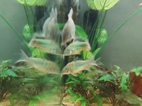 ALL SOLD Sterbai Corydoras, Emerald Corys, Blue Emperor Tetras £45