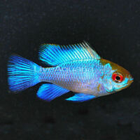 DISCUS, ,DISCUS,,DISCUS , TROPICAL FISH SALES.,,CHESHIRE OAKS DISCUS,DOMESTIC & WILDS. AROWANA, RAYs, L200 pleco