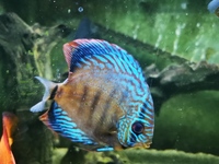 11 Discus fish and silver shark