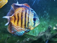 11 Discus fish and silver shark