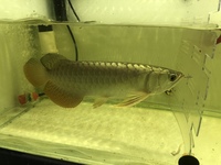 24 k MALAYSIAN GOLDEN CROSSBACK AROWANAS