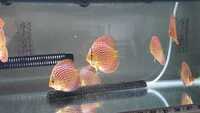 Discus for sale