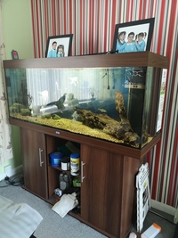 5ft Aquarium Plus Contents £300