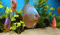 9 Stendker Discus for Tropical Fish Tank Aquarium