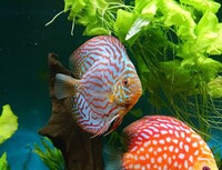 9 Stendker Discus for Tropical Fish Tank Aquarium
