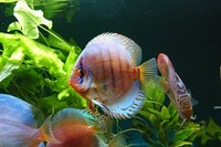 9 Stendker Discus for Tropical Fish Tank Aquarium