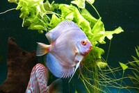 9 Stendker Discus for Tropical Fish Tank Aquarium