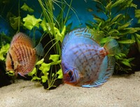 9 Stendker Discus for Tropical Fish Tank Aquarium