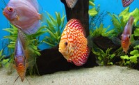 9 Stendker Discus for Tropical Fish Tank Aquarium