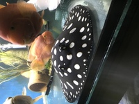 Beautiful fully rolled pure bd big spot £500
