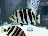 Indo Sumatra Tiger Fish Datnoids group