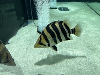 Indo Sumatra Tiger Fish Datnoids group