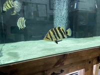 Indo Sumatra Tiger Fish Datnoids group