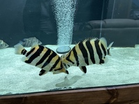 Indo Sumatra Tiger Fish Datnoids group