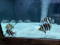 Indo Sumatra Tiger Fish Datnoids group