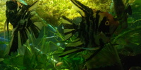 2 large adult male angelfish 20cm+