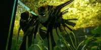 2 large adult male angelfish 20cm+
