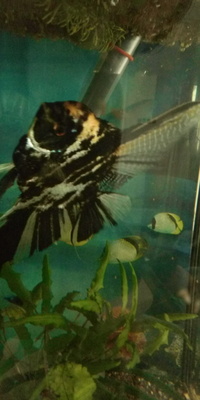 2 large adult male angelfish 20cm+