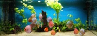 9 Stendker Discus for Tropical Fish Tank Aquarium
