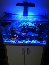 Full Marine set up and livestock