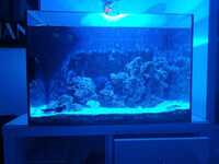 100ltr tank, 2 clowns