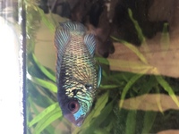 Juvenile Electric Blue Acara for sale. 6 for £20 or £4/each