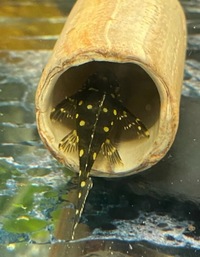 L201 SNOWBALL PLECOS FOR SALE £22.50