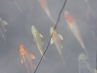 Koi