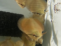 Discus for sale