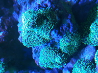 Various corals for sale from my tank