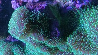 Various corals for sale from my tank
