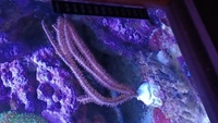 Various corals for sale from my tank
