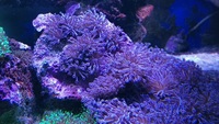 Various corals for sale from my tank