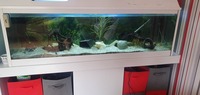 5ft 300+l aquarium £90
