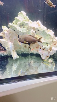Tropheus Yellow cheek group of 7-sold-