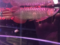 PREMIUM INDONESIAN SUPER RED AROWANA