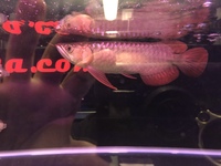 PREMIUM INDONESIAN SUPER RED AROWANA