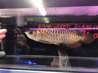 Malaysian Golden Crossback Arowana