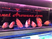 VARIOUS PARROTS AVAILABLE, KING KONG, BLOOD, KOHAKU