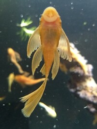 Long Fin Super Red Bristlenose Plec