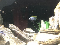 Jalo reef mbuna cichlids