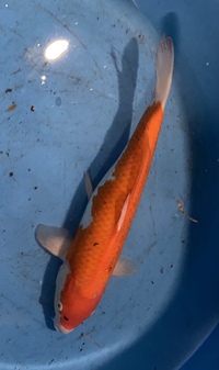 TOP QUALITY GENUINE JAPANESE KOI FOR SALE . COUNTY DURHAM