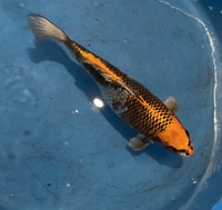 TOP QUALITY GENUINE JAPANESE KOI FOR SALE . COUNTY DURHAM