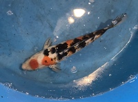 TOP QUALITY GENUINE JAPANESE KOI FOR SALE . COUNTY DURHAM