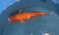 TOP QUALITY GENUINE JAPANESE KOI FOR SALE . COUNTY DURHAM