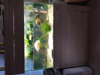 Fish tank break down and fish for sale