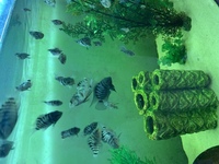 Approx 50 Convict Cichlids - Leicester