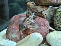 Synodontis catfish approx 5-6" free to a good home.