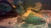 A goup of Six True Parrot Fish ( H. Psittacus )