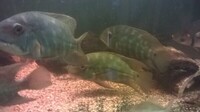 A goup of Six True Parrot Fish ( H. Psittacus )